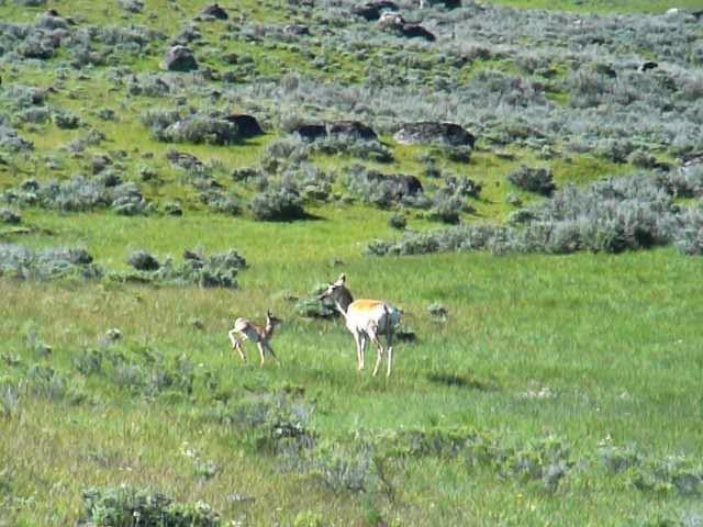 Pronghorn doe and kid.jpg - A very happy Pronghorn fawn with his mom.
